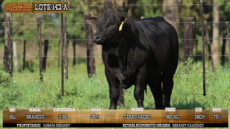 Lote LOTE 143 A