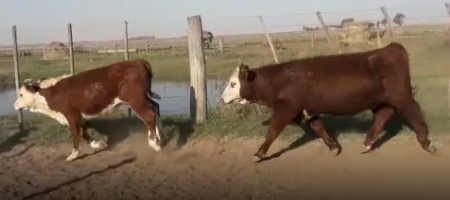 Lote 49 Terneros/as 180Kg en Arias, Córdoba