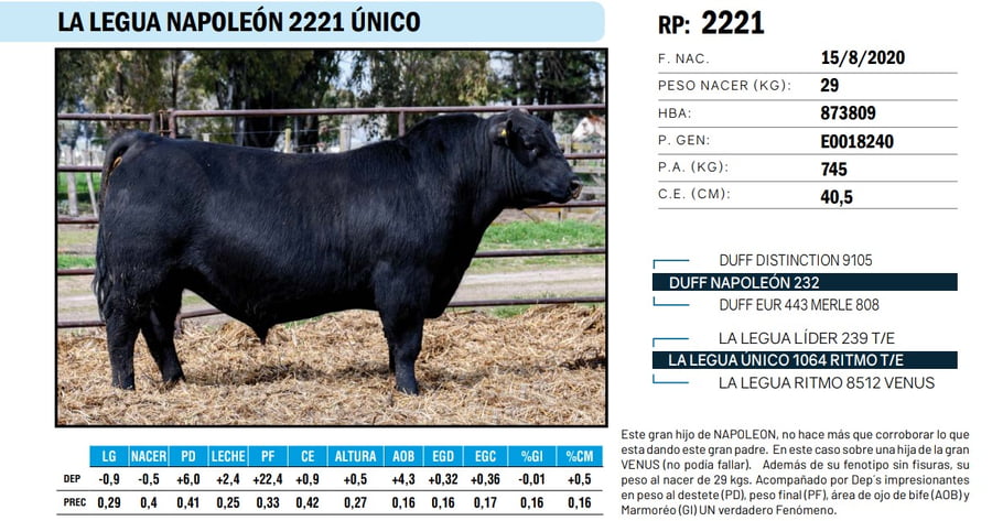 Lote TOROS ANGUS PP