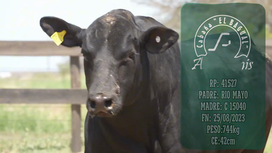 Lote Toro