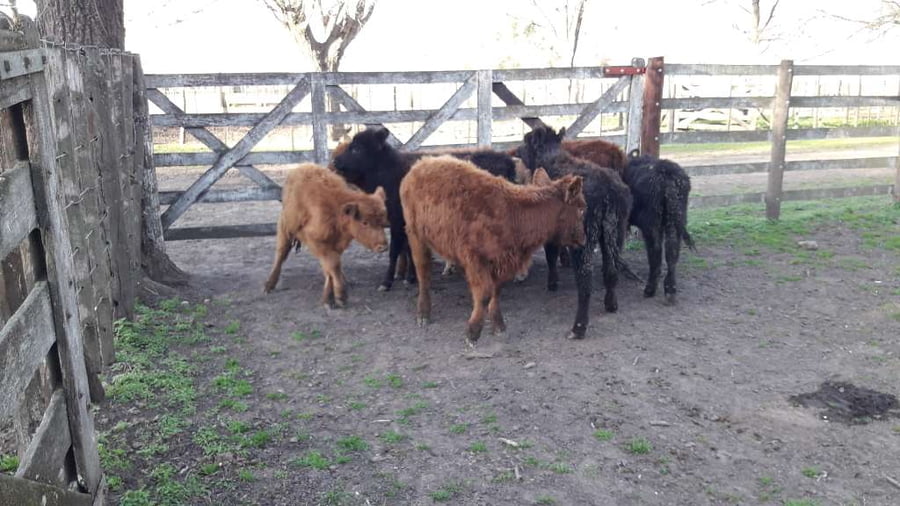 Lote 8 Terneras en Gral. Lamadrid, Buenos Aires