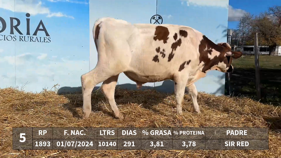 Lote LOTE 5 - RP 1893 - SIR RED x KAROLINE 1012 DEPUTY JAY