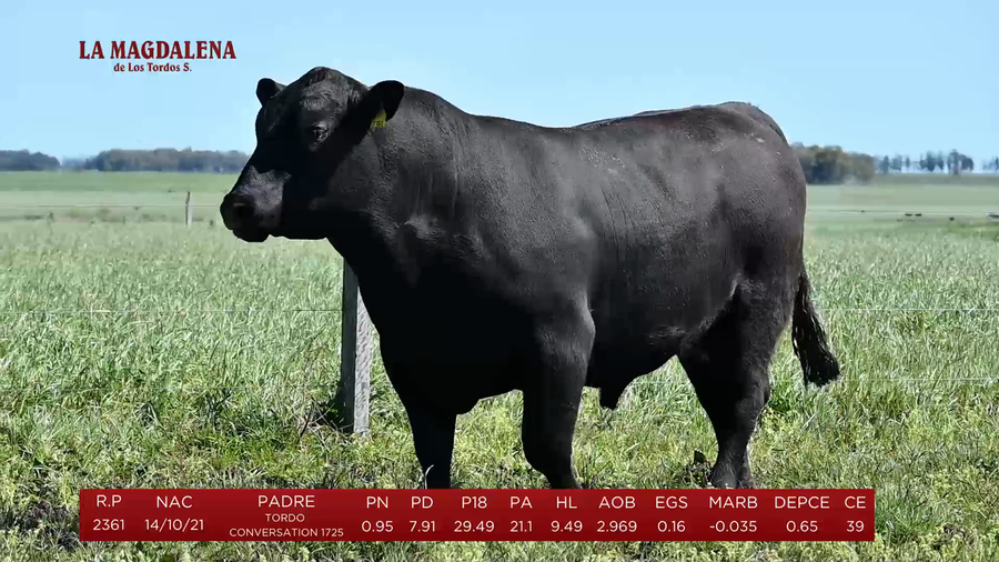 Lote Toros a remate en La Magdalena y San Carlos, Artigas