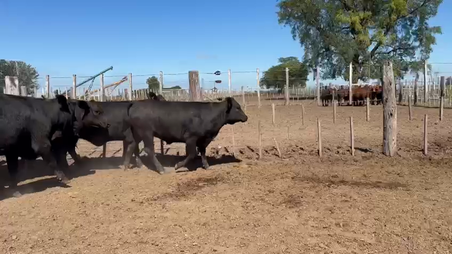 Lote 10 Vaquillonas P/ entorar