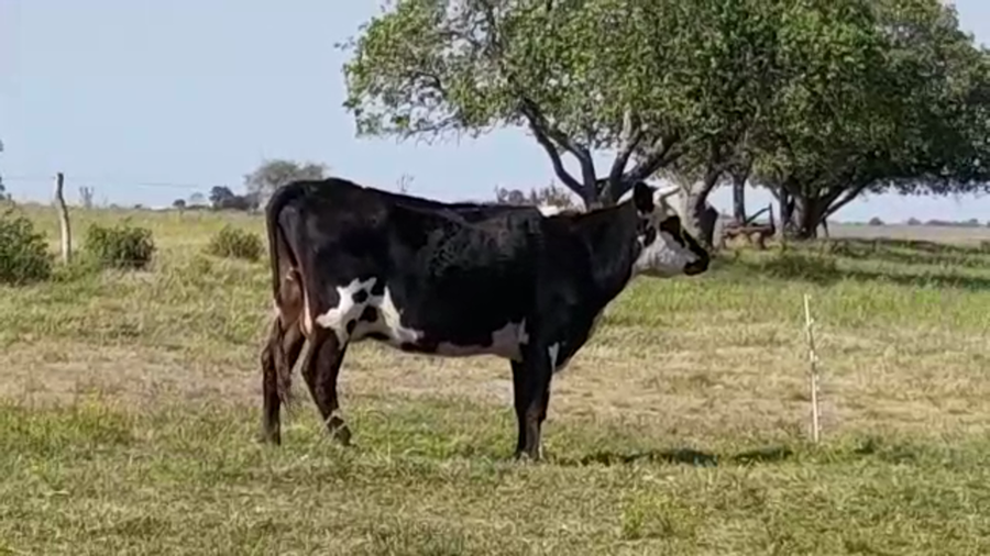 Lote (Vendido)Vacas de Invernada a remate en PANTALLA FEDERICO GARLAND 430kg -  en POLANCOS
