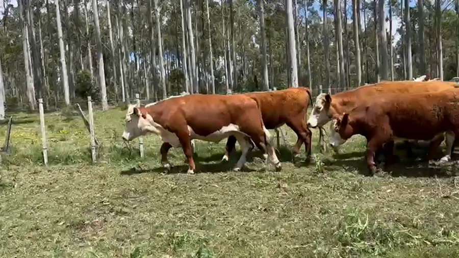 Lote NOVILLOS FORMADOS