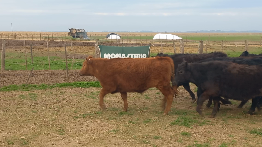 Lote 67 Terneros en Chivilcoy