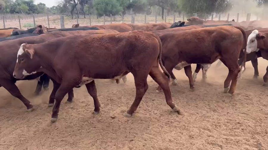Lote 70 Novillos en Juan José Castelli, Chaco