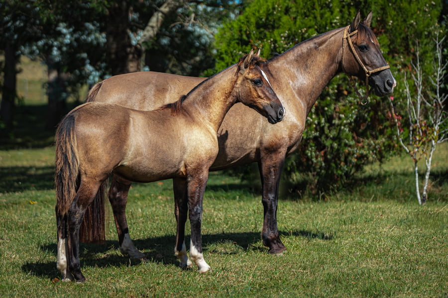 Lote Tobogan Lapinta