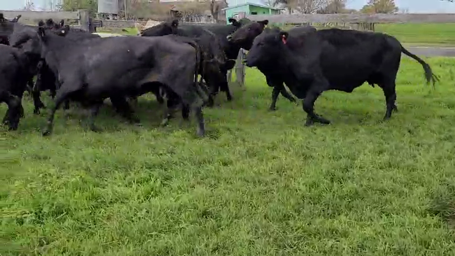 Lote 23 Vacas de invernar en Villaguay, Entre Ríos