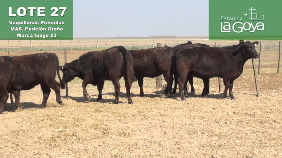 Lote VAQUILLONAS PREÑADAS MAS PARICIÓN OTOÑO