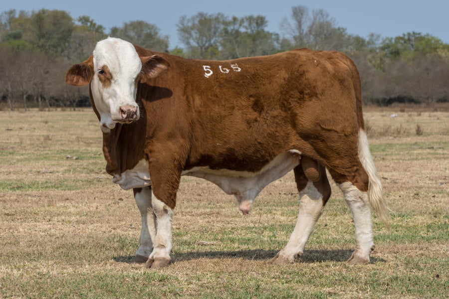 Lote Corral 6/7/8 - CABAÑA ESTANCIA VIEJA