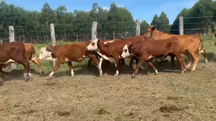 Lote 108 Terneros en Corrientes, Curuzú-Cuatiá