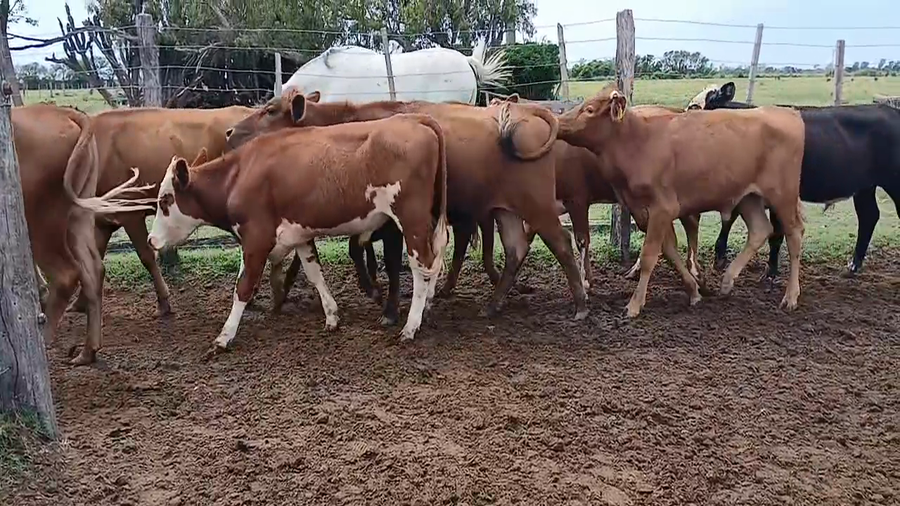 Lote 30 Novillitos Angus colorado y Braford en Sunchales, Santa Fe