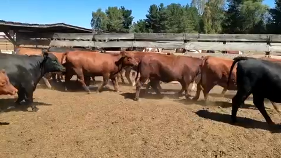 Lote 44 Vaquilla Gorda en Los Ángeles, VIII Región Biobío