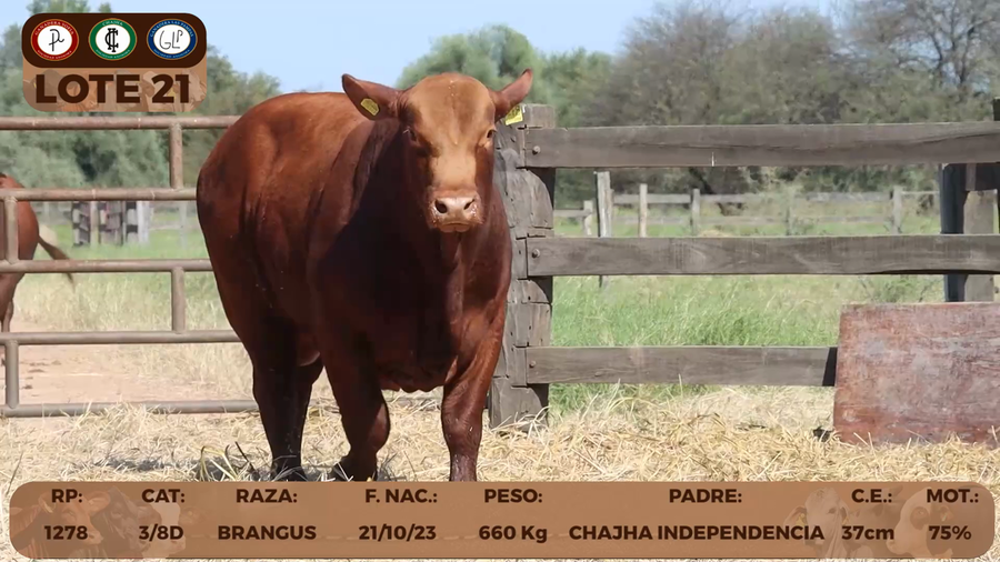Lote LOTE 21
