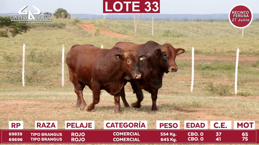 Lote Reproductores de Alborada - Lote 33