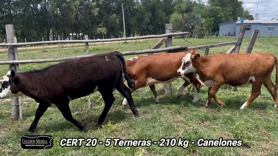 Lote 5 Terneras en Canelones
