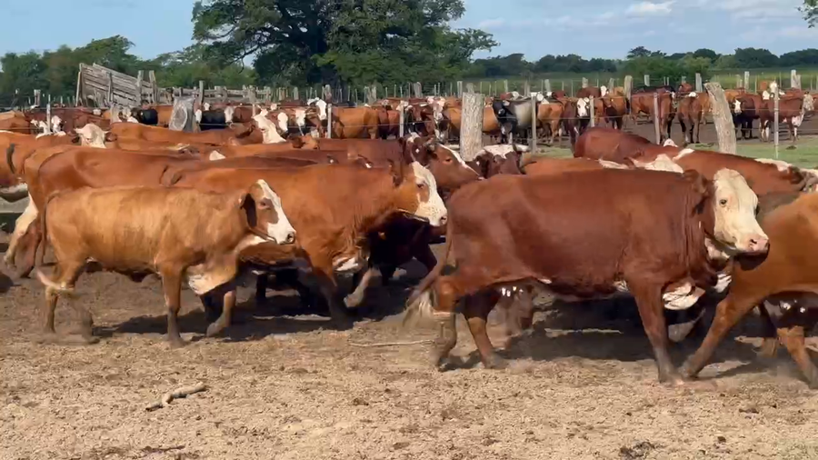 Lote 36 Vacas de invernar en Ituzaingó, Corrientes