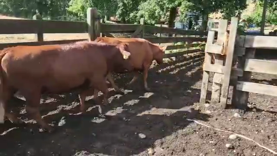 Lote 25 Vaquilla Engorda en Los Lagos, XIV Región Los Ríos