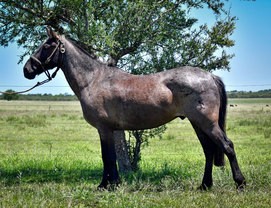 Lote Moreno La Garrapata