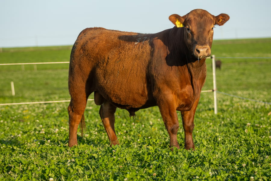 Lote Don Jose - 4- Toros