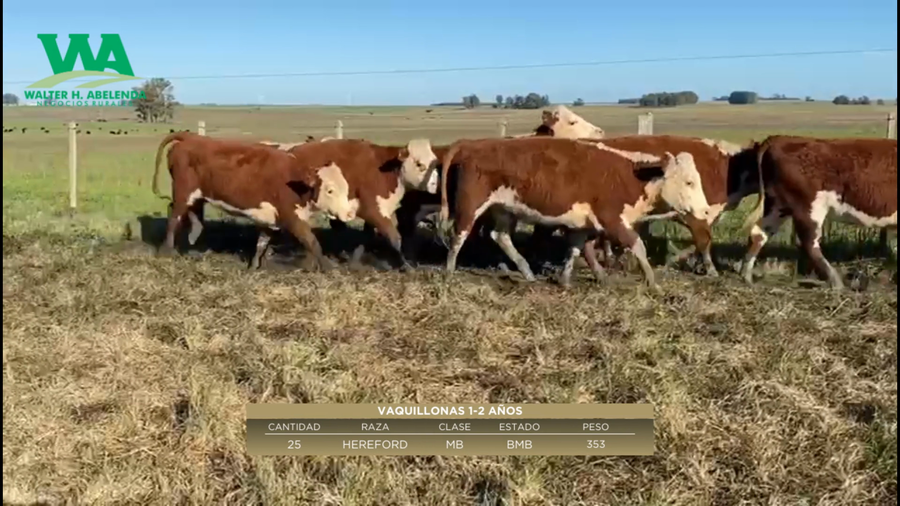 Lote Vaquillonas 1-2 años