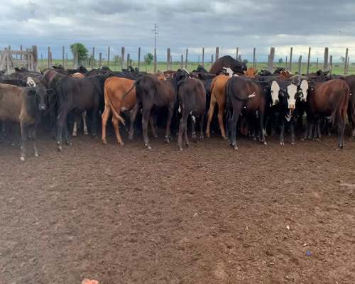 Lote 100 Terneros en Termas de Rio Hondo, Santiago del Estero