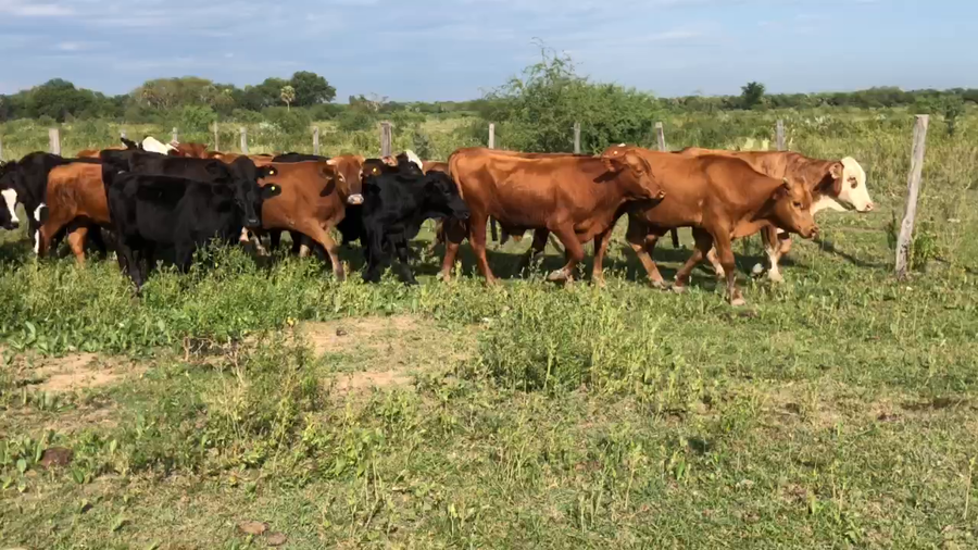 Lote 100 Terneros en Gral. Manuel Belgrano, Formosa