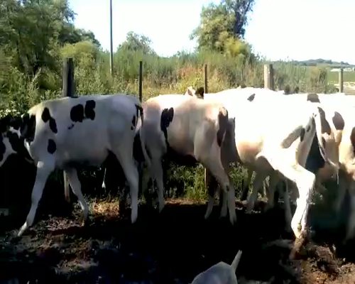 Lote 6 Novillos en La Carlota, Córdoba