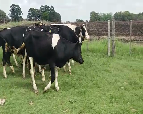 Lote (Vendido)10 Novillos HO 350kg -  en SANTA CATALINA