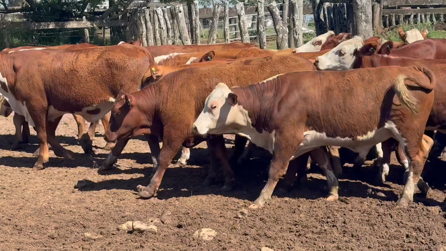 Lote 326 Novillitos en Corrientes, Mercedes
