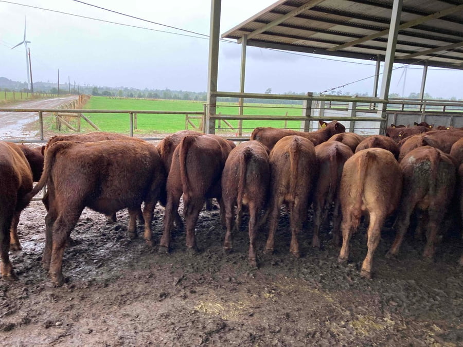 Lote 40 Ternero en Puerto Varas, X Región Los Lagos