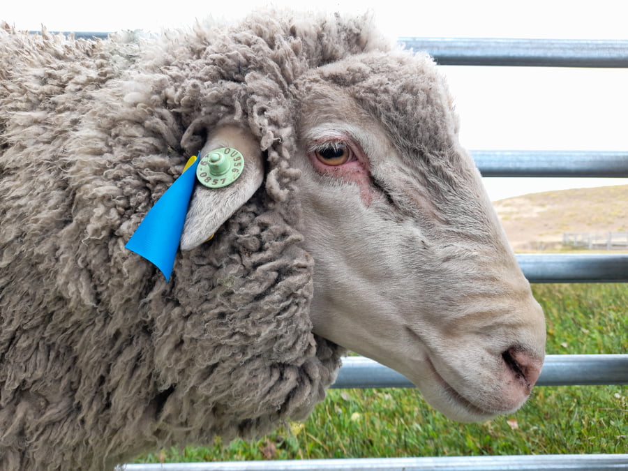 Lote Carnero TOP A, 19-0857