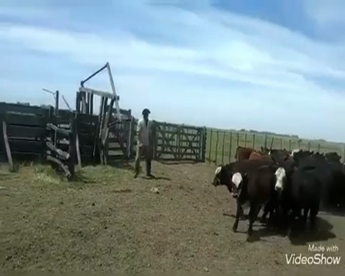 Lote 49 Terneros/as en Gral. Belgrano, Buenos Aires