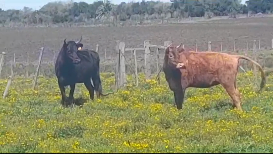 Lote 2 Industria KIWI a remate en #37 Pantalla Carmelo 360kg -  en COLONIA QUEVEDO