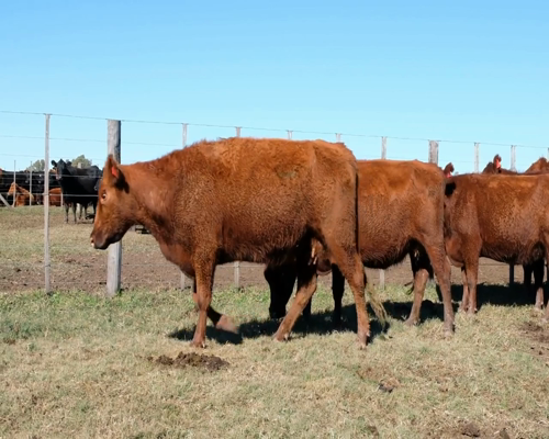 Lote Vacas CGP de 3ra paricion, Madres Angus Seleccionadas., en Olavarria, PBA.-