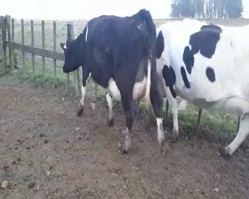 Lote 2 Vaquillonas  HOLANDO a remate en Pantalla Camy 0 - 0kg - , San José