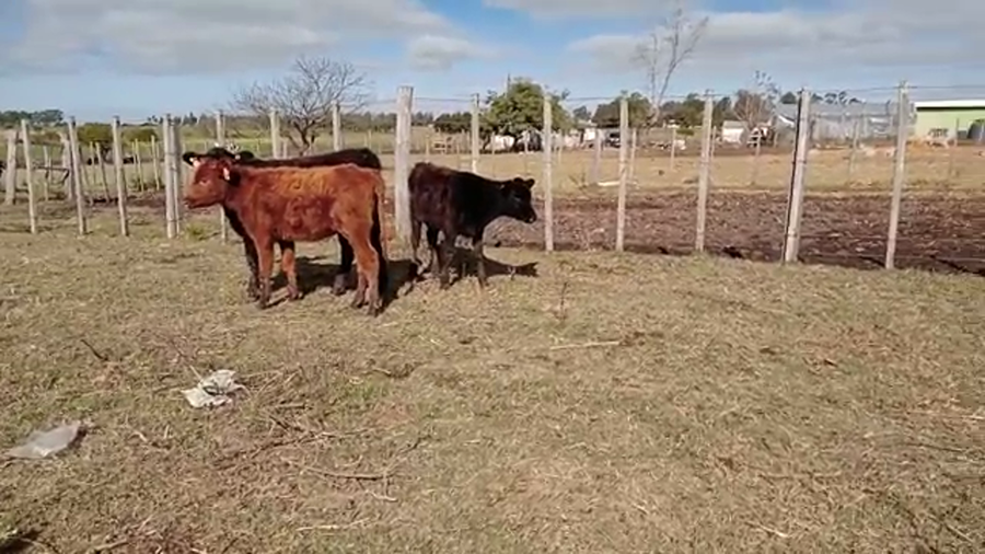 Lote 4 Terneras angus y cruza a remate en 4to remate ENTRE MARTILLOS 150kg -  en colonia italia