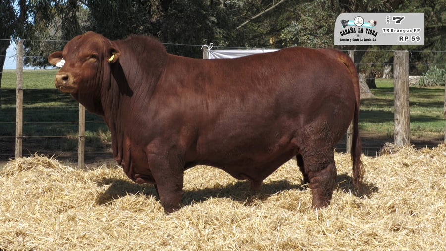 Lote MACHOS BRANGUS NEGROS Y COLORADO