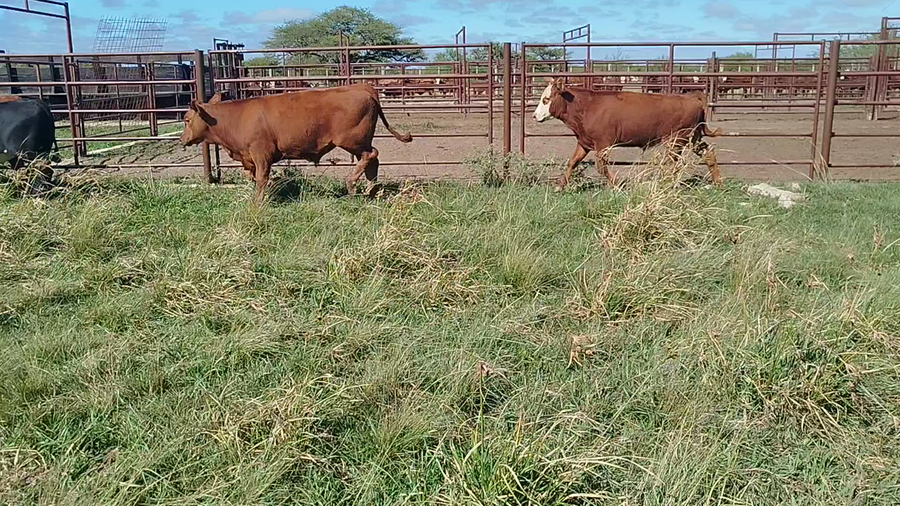 Lote 59 Terneros