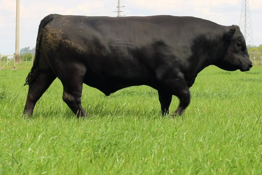 Lote TOROS ANGUS