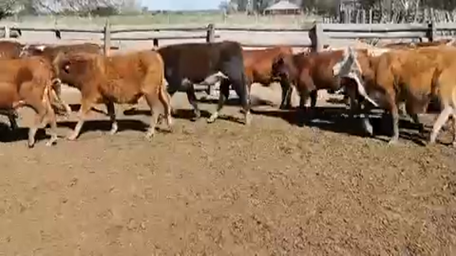 Lote 100 Terneros en Riacho He-He, Formosa