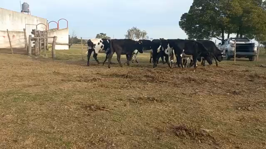 Lote Vaquillonas Entoradas