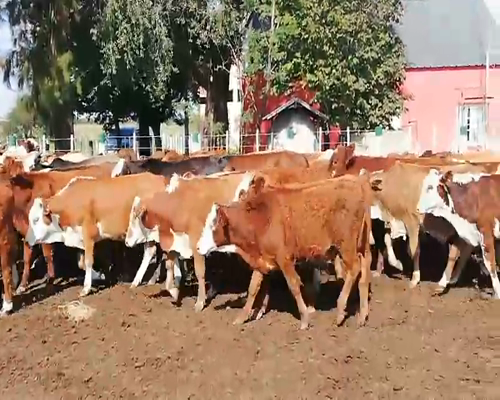 Lote 110 Terneros en Federal, Entre Ríos