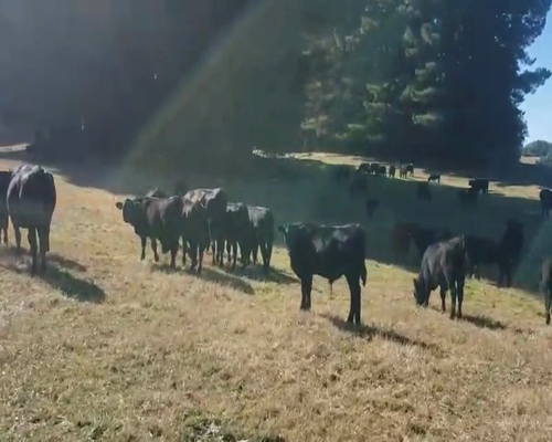 Lote 65 Ternero en Villarrica, IX Región Araucanía