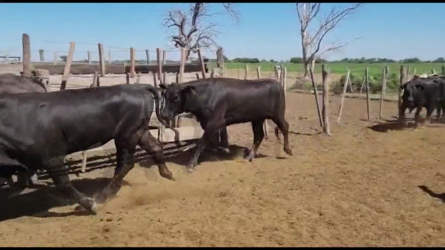 Lote 45 Vaquillonas en Ceres, Santa Fe