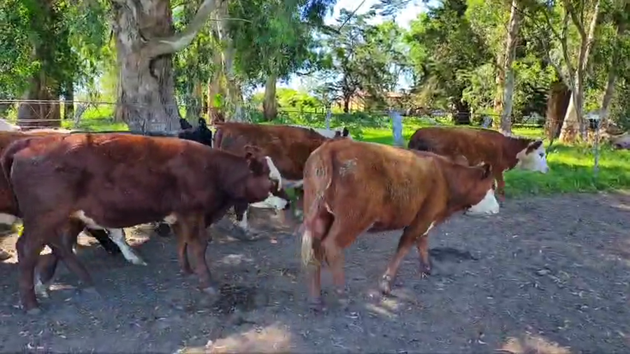 Lote 50 Vaquillonas en Rauch