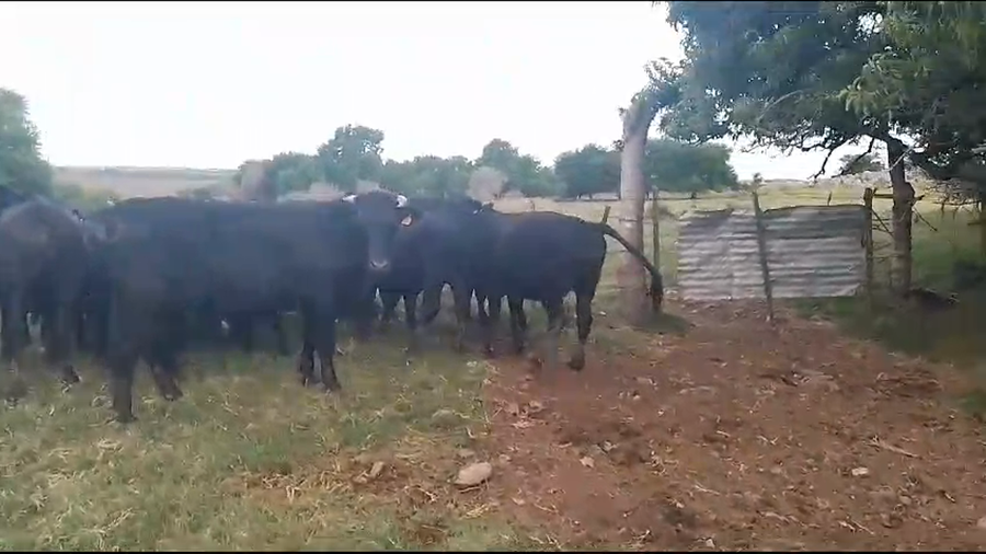Lote novillos CRAA 17