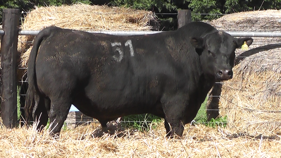 Lote TOROS ANGUS PURO CONTROLADO